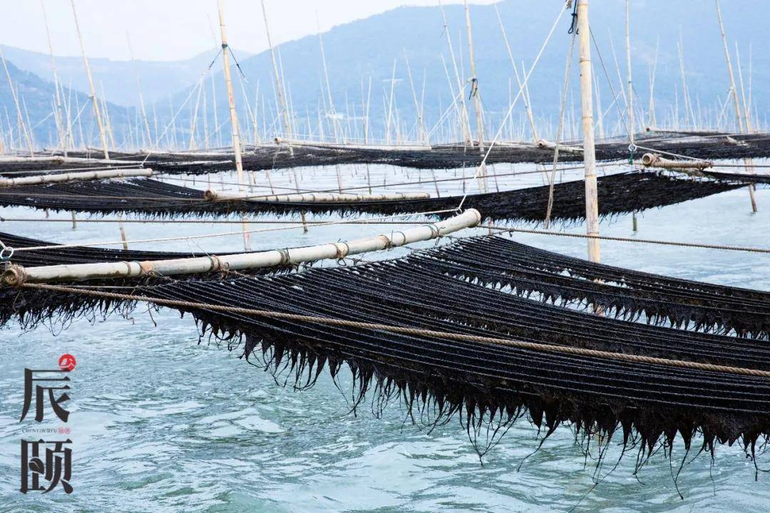 辰颐物语:霞浦海洋紫菜,口感鲜嫩,自带天然咸香,营养极高