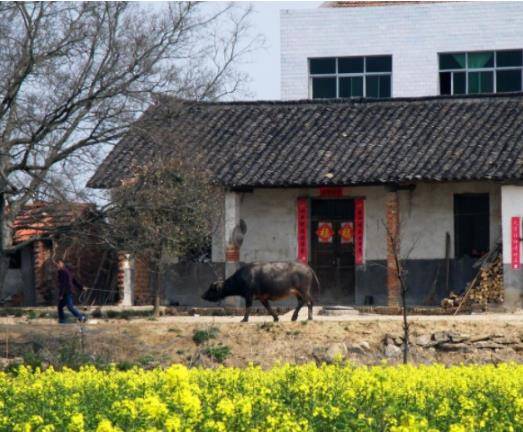 草什么门成语_草什么花什么成语