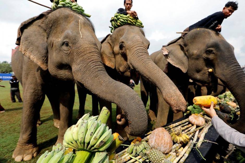 泰国人快哭了：中国人再不来旅游，大象都快吃不起饭了！
