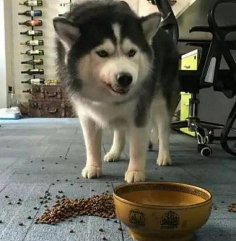 阿拉斯加挑食發脾氣 被主人罵了一頓之後 畫風突變 一看就是個慫包 萌趣萌寵 第1张