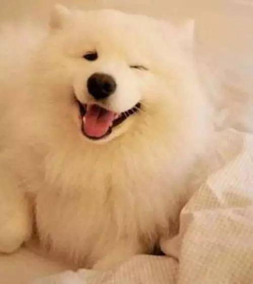 原创狗狗咧嘴,是在笑么?