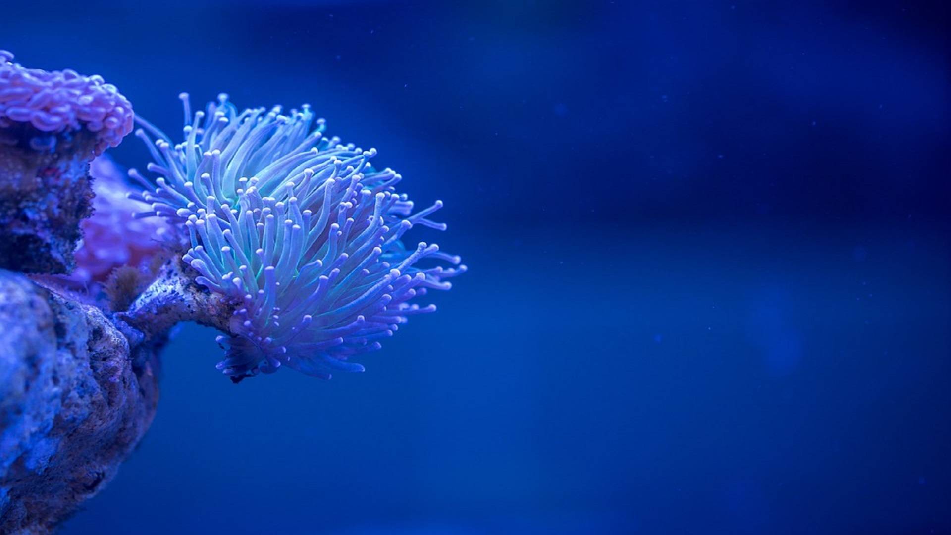 电脑开始工作或学习时, 第一眼看到的是蔚蓝的大海或者奇妙的海洋生物