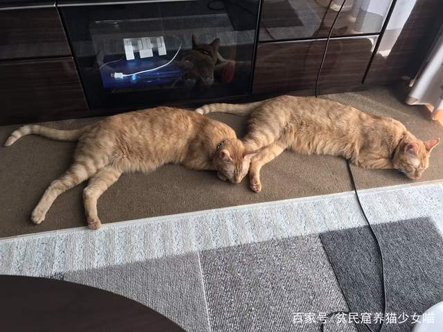 同步猫,猫咪动作相似率高达99%,在一起久了连姿势都变一样了