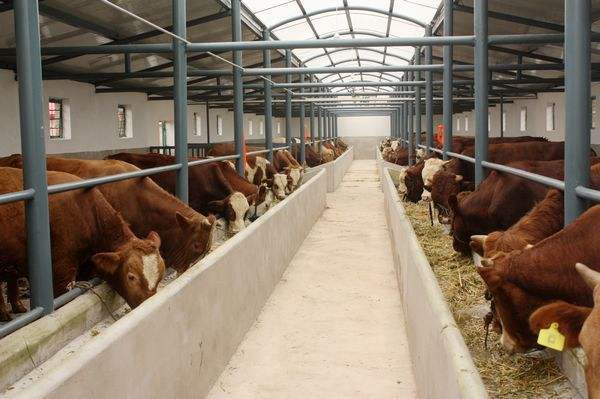 养牛如何配饲料肉牛养殖精料配比