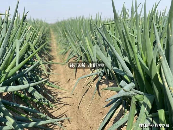 现在能种香葱和大葱吗 64b62a88f5fa465594de3cbfa7d0d691.jpeg