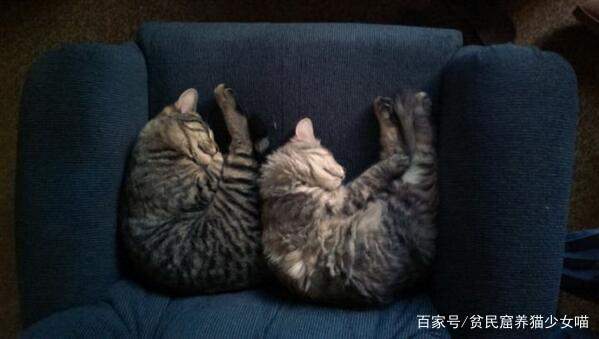 同步猫,猫咪动作相似率高达99%,在一起久了连姿势都变一样了