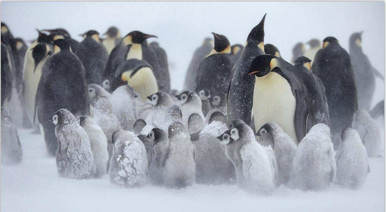 企鹅抱团取暖时，最外层的企鹅难道不怕被冻死吗？_搜狐网