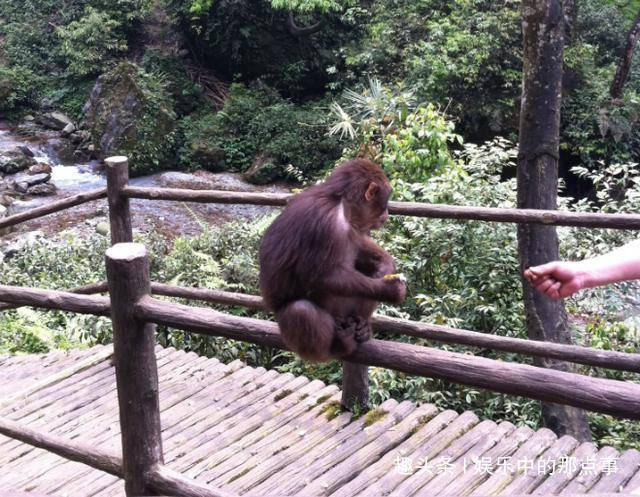 一招教你玩遍峨眉山身上带着它再调皮的猴子也要绕着你走