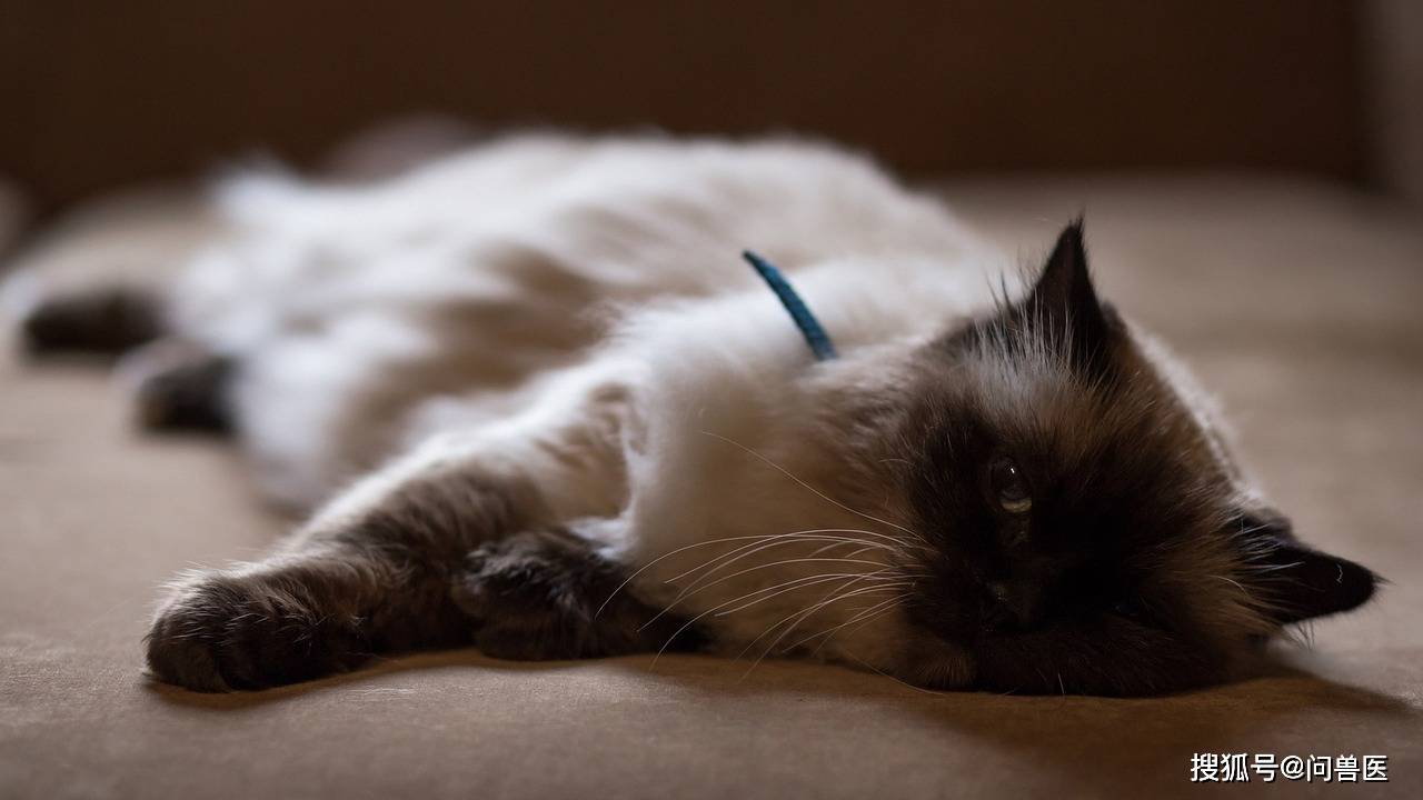 猫睡姿含义和姿势解释_猫咪