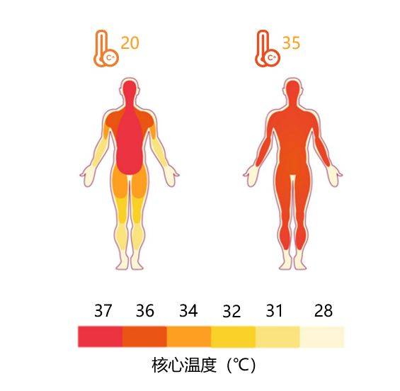 哪儿冷脂肪就会去哪儿,露出的地方更容易长肉?_人体