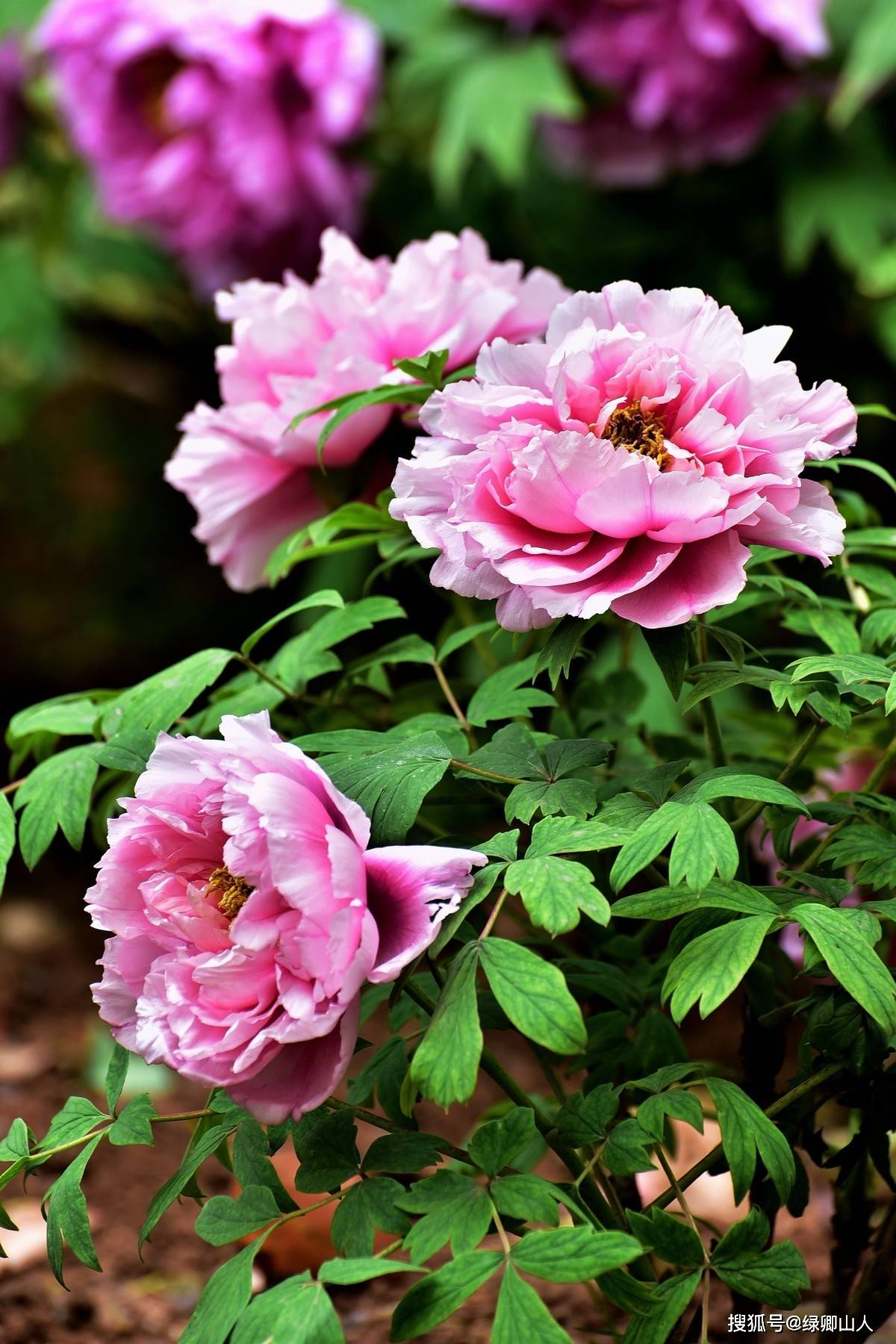 庭前芍药妖无格,池上芙蕖净少情——牡丹花