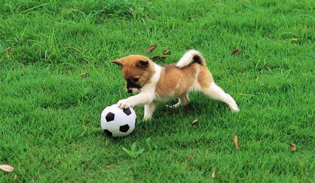 怎么看小狗会不会看家 749ebc802fe24e1aa881979121c36a26.jpeg