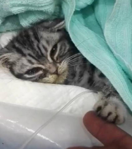 猫咪躺在病床上奄奄一息 不断伸爪向医生求救 可怜的样子看得众人心碎
