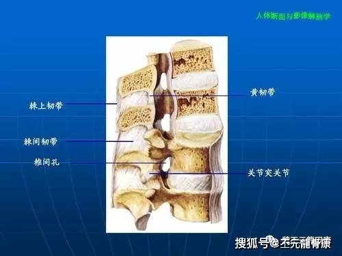 椎体后面的后纵韧带长度与前纵韧带相当,与椎体相贴部分比较