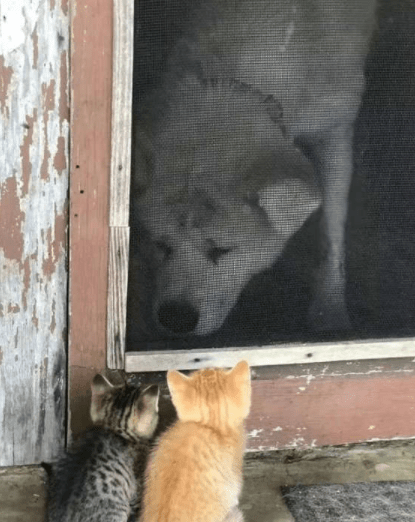 原创
开心一刻:上班时突然下雨了,就让老公把衣服收了, 等我回家……