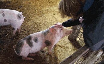 搞笑幽默笑话gif图:被主银摸了之后的小猪.