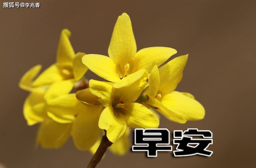 2021年早安问候语录,早上满满的正能量句子,请签收!