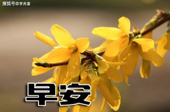 2021年早安语录,2021年经典语录 2021年早安问候语录,早上满满的正能量句子,请签收!