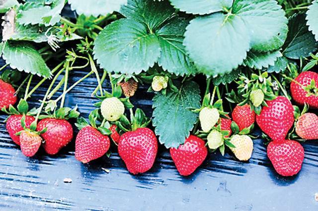 干群齐心种出草莓果