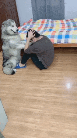 别人家的宠物为什么样样都会
