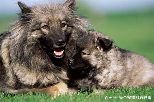 狗狗毛发不柔顺怎么办 e341d56c56f3421eafd41f8f1f366d80.jpeg