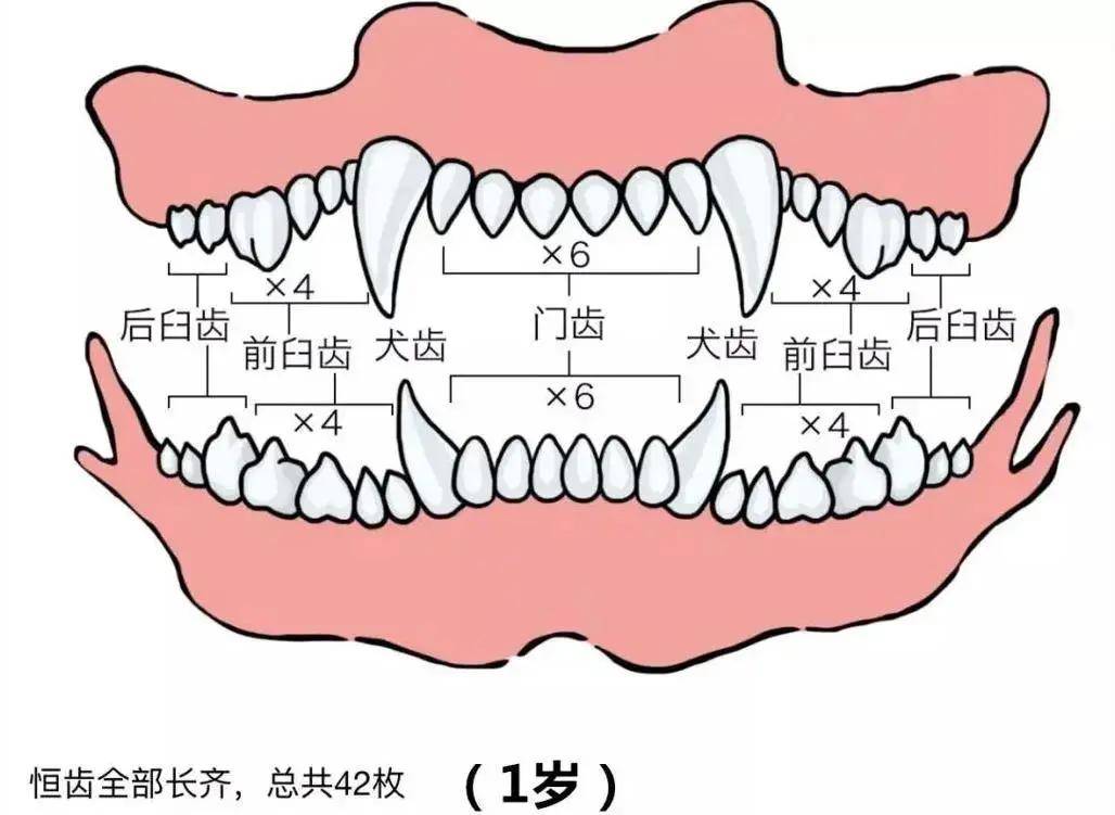 随后开始陆续换牙,8个月左右,全部乳牙会被换成恒齿,基本上狗狗