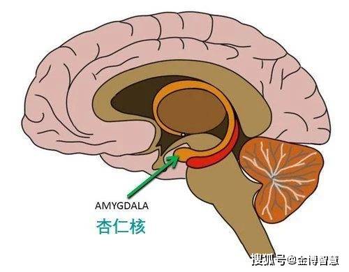 超常大脑大讲堂:人的记忆是如何产生的?_海马