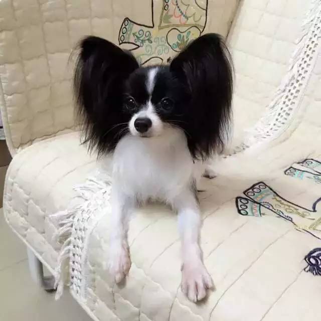 关于蝴蝶犬