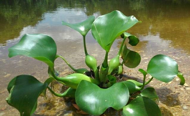 养殖池中可以种植一些水浮莲,水葫芦等的浮水植物.