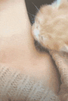 搞笑gif段子:原来草莓印也可能是猫咪给吸的.