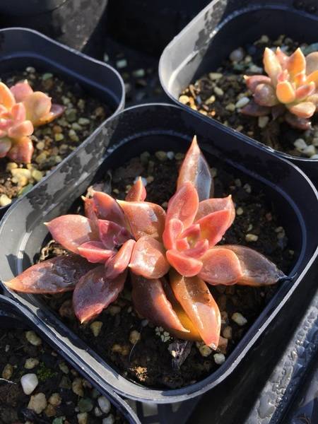 推荐5款多肉植物,养一盆甜蜜蜜,颜值高好养护,值得拥有!