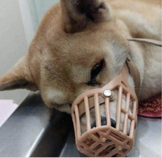 流浪柴犬肚子大得像懷孕 女孩帶到醫院檢查後 頓時被氣哭了 萌趣萌寵 第3张