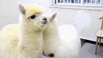 面料方面也是下足了本!采用 仿羊驼面料.