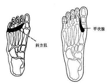 肩胛反射区:位于双脚脚背第四,五跖骨间延伸到骰骨处稍向两侧分开的