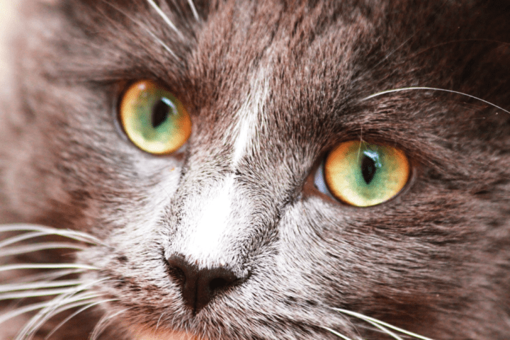 原创猫咪眼睛的不同颜色都是怎么来的