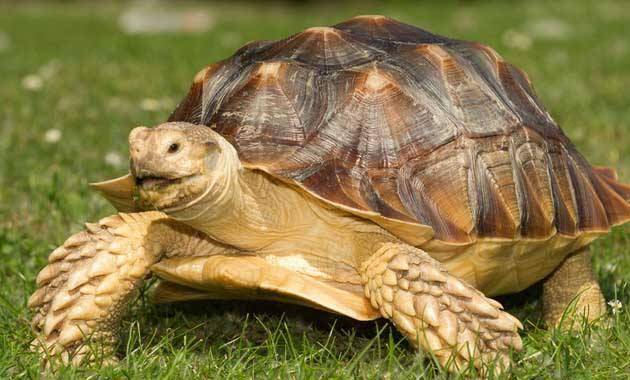 梦见杀乌龟吃,探索梦境背后的深层含义与心理解析 梦见杀乌龟吃,探索梦境背后的深层含义与心理解析