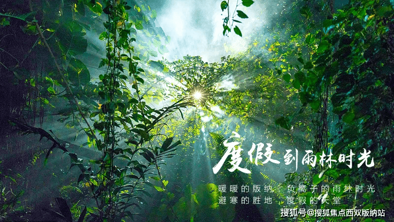 镜头下的西双版纳远达雨林时光