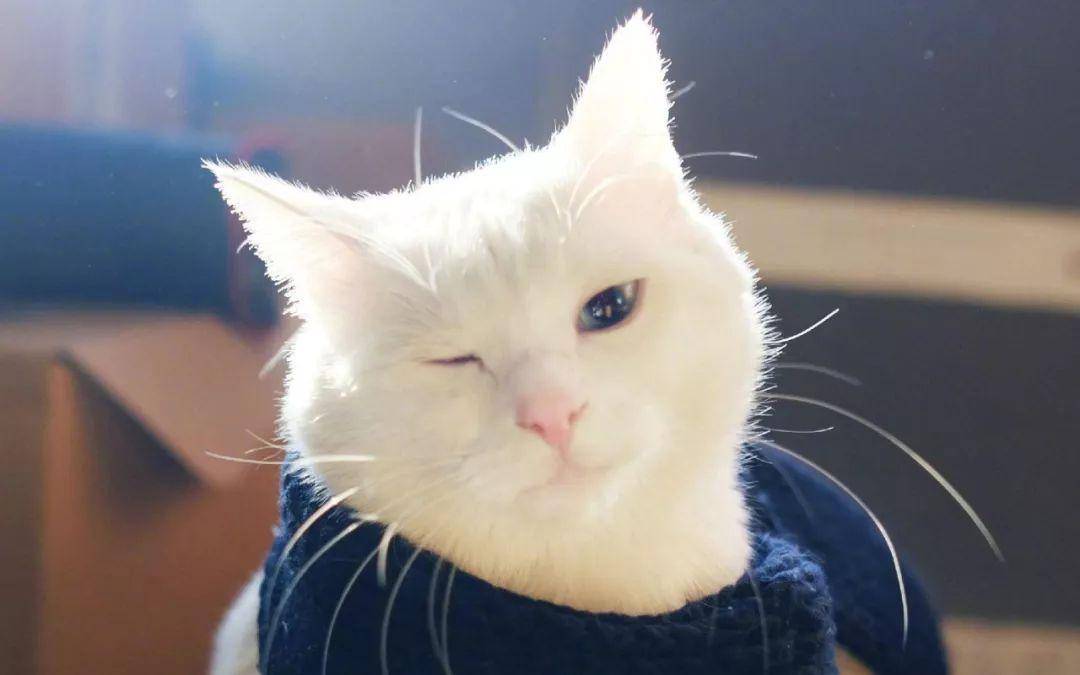 猫咪流泪有眼屎用什么眼药水