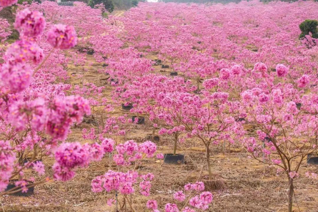 1月24日 行摄紫花风铃木,粉红色的童话世界刷爆你的朋友圈!