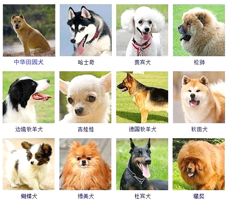 为什么人类是混血的好看其他动物却是纯种的更好看
