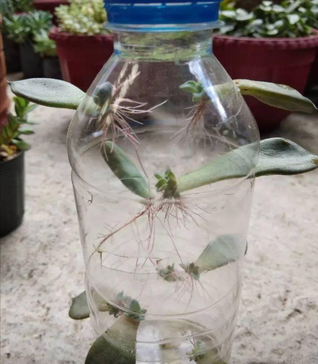 在扦插多肉时,先准备一个矿泉水瓶子或者其它饮料瓶,然后用壁纸刀在瓶