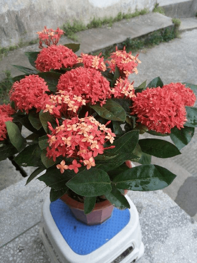 原创好看好养的龙船花,适应性超强,随便养养就能爆盆