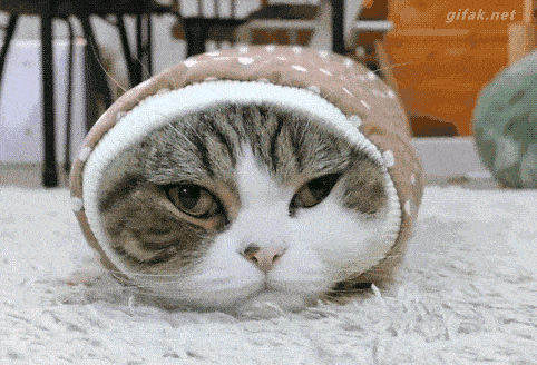 精猫咪该如何对抗炼狱般寒冬