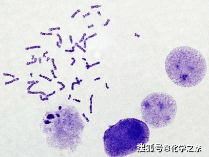 苏丹Ⅲ 脂肪→橘黄色;苏丹Ⅳ 脂肪→红色