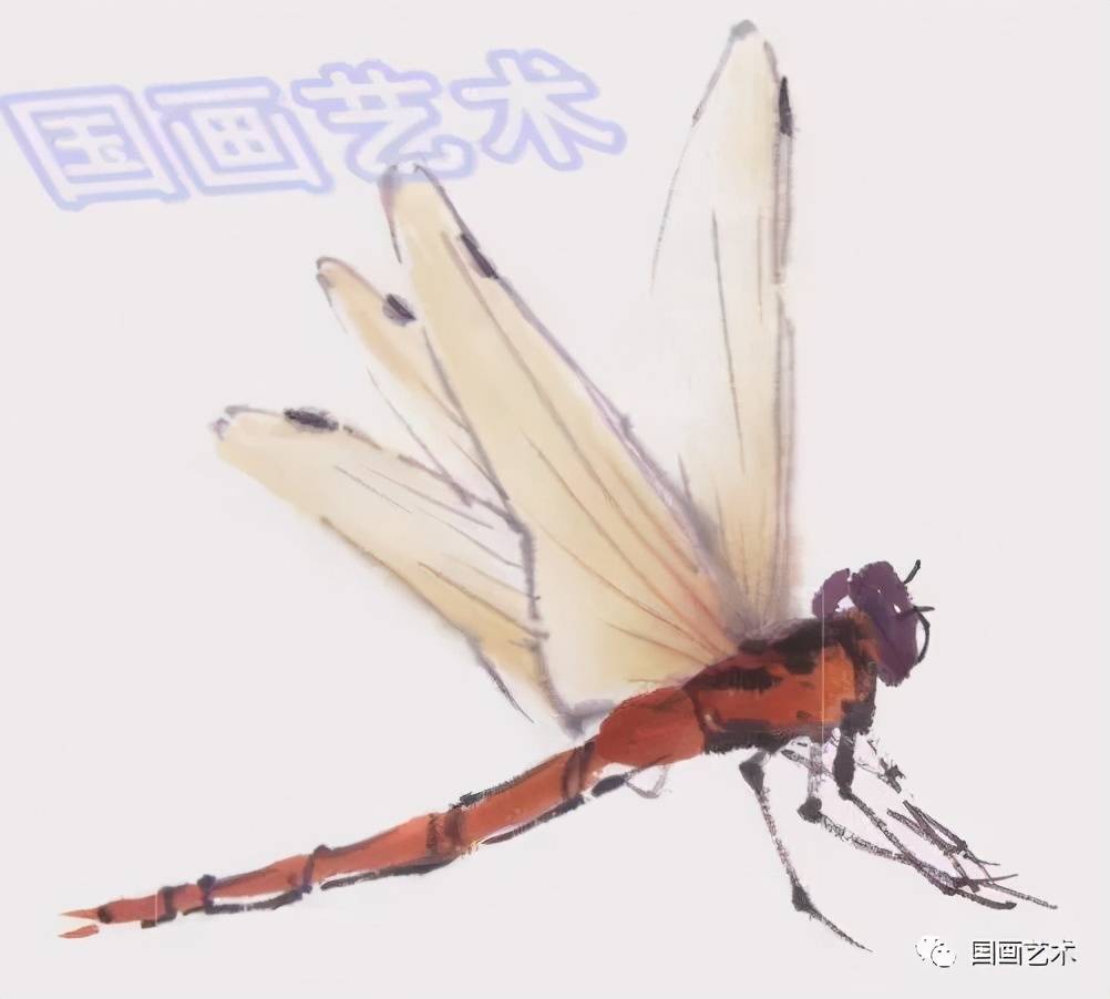 图文教程写意蝴蝶蜻蜓画法范例