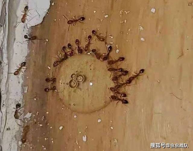 怎么去除蚂蚁?