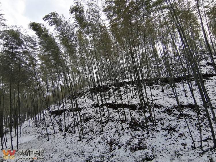 四川蜀南竹海雪景欣赏_竹林