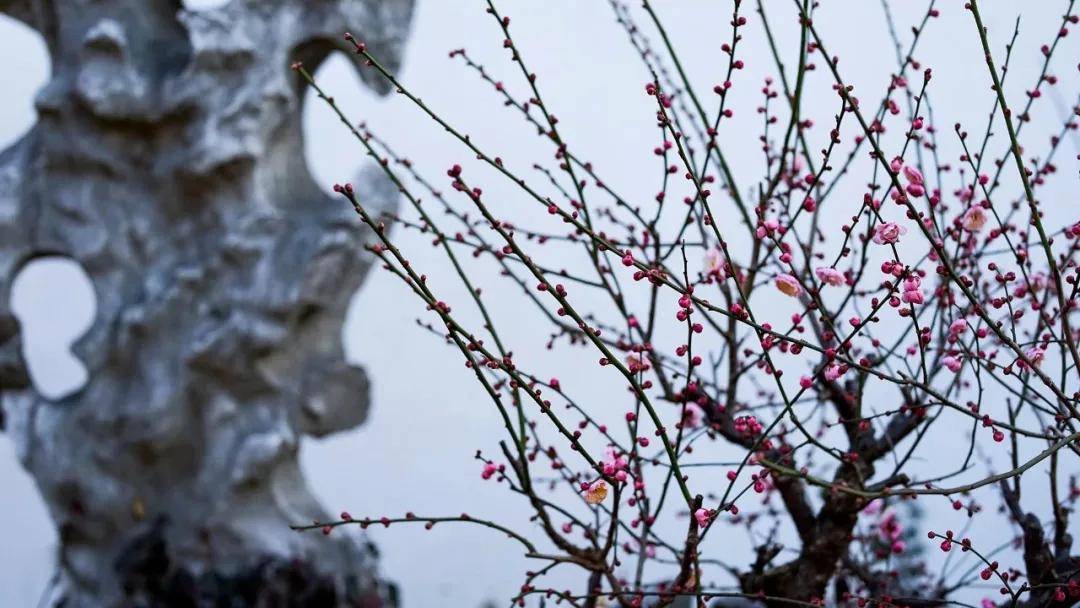 梅花的香气