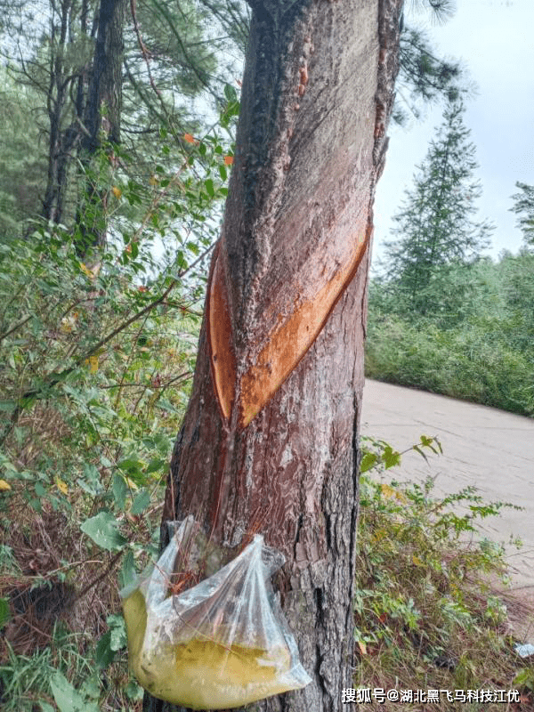 详细揭秘天然树脂松香生产熬制全过程