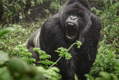 在大猩猩群种当中,银背大猩猩因为丰富的表情和较